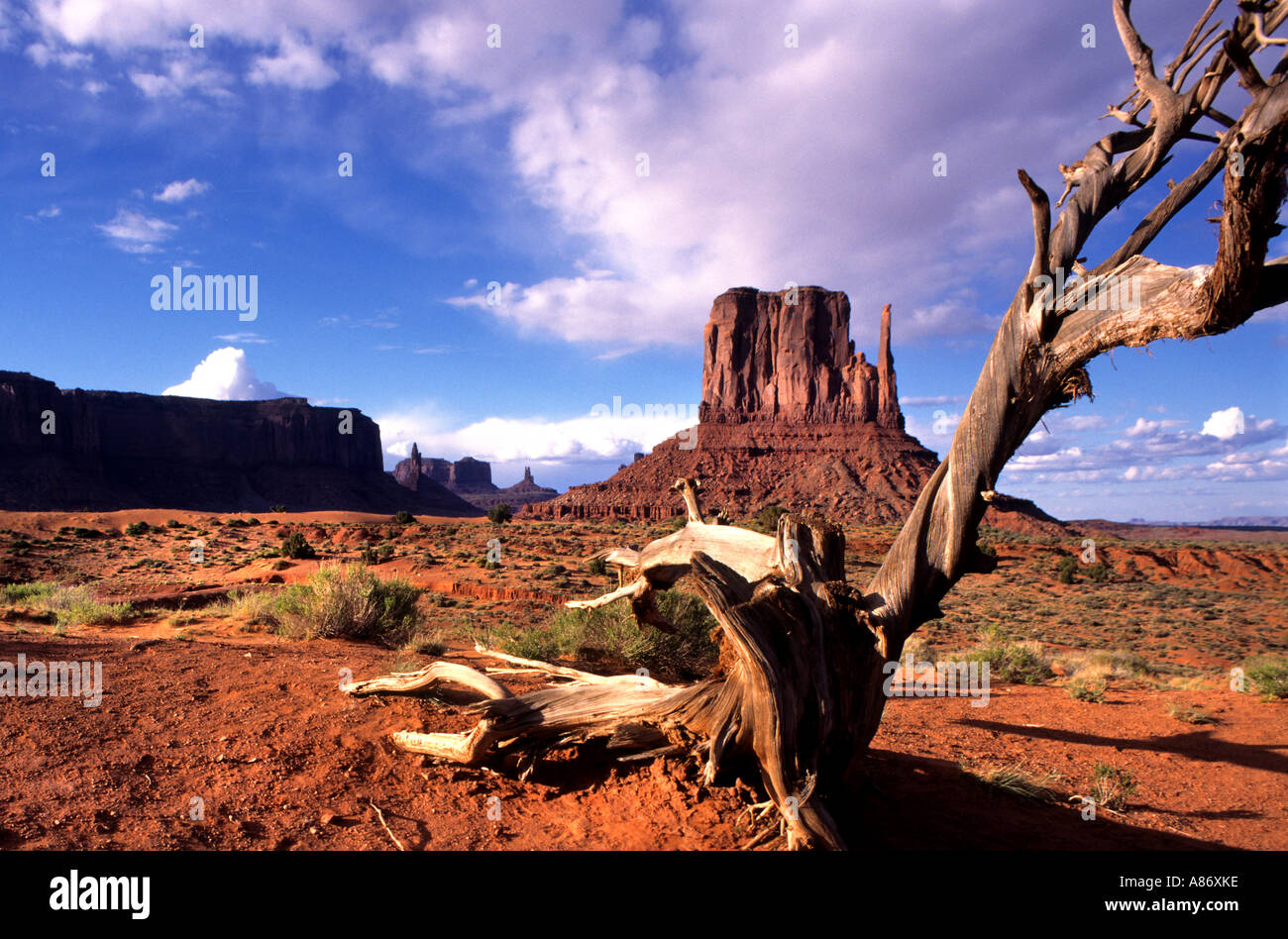 Dead Tree Monument Valley in Utah Navajo-Indianern, die roten Berge Stockfoto