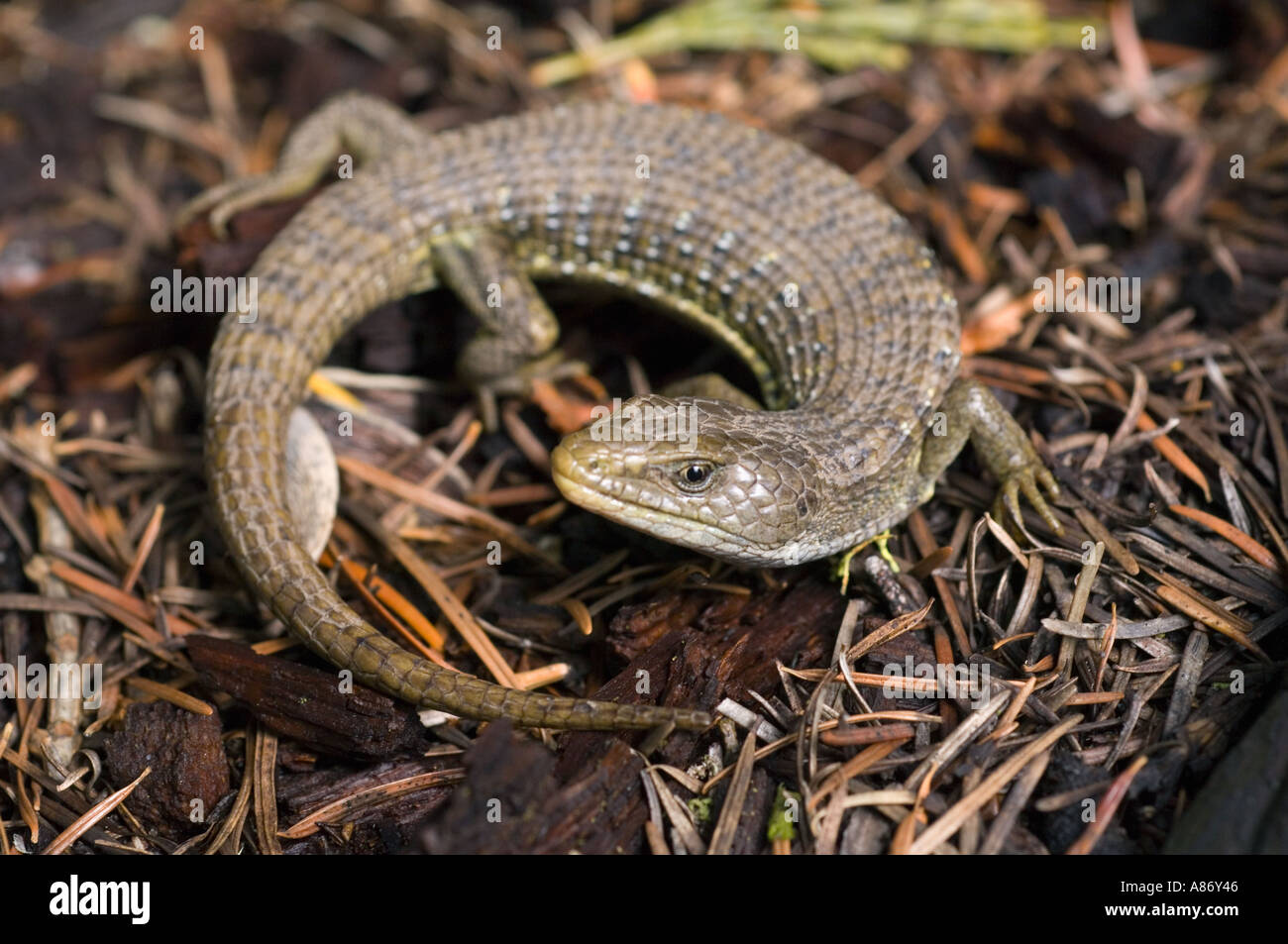 Alligator Eidechse (Elgaria Coerulea) wilde Cascade-Siskiyou National Monument, Southern Oregon Mai Stockfoto
