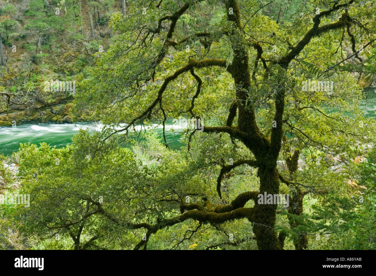 Illinois River, Wild and Scenic River, Siskiyou Mountains, Southern Oregon Stockfoto