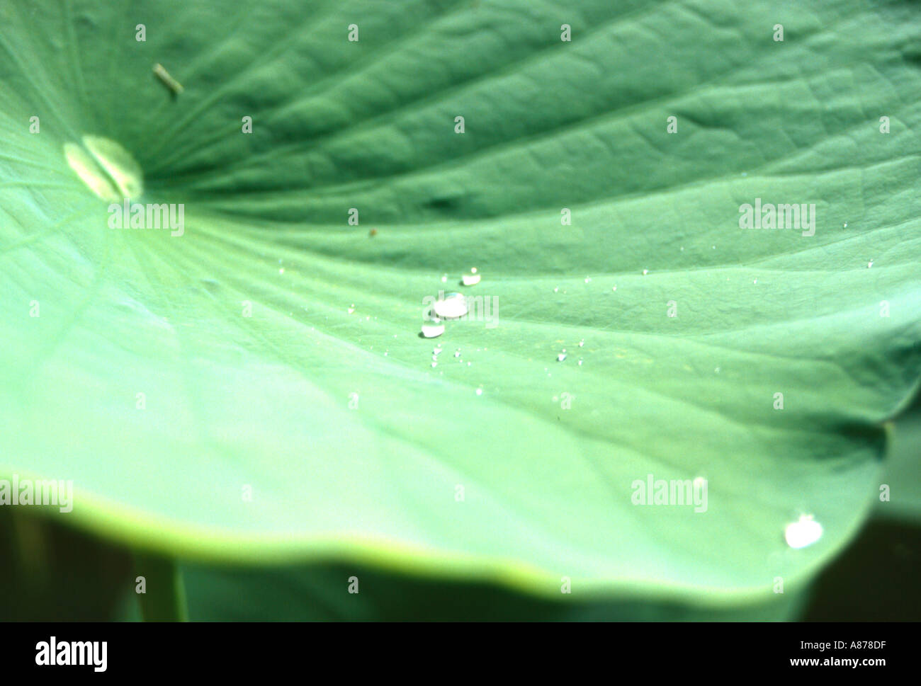 Wassertropfen auf einem Blatt der Seerose - Makro Stockfoto