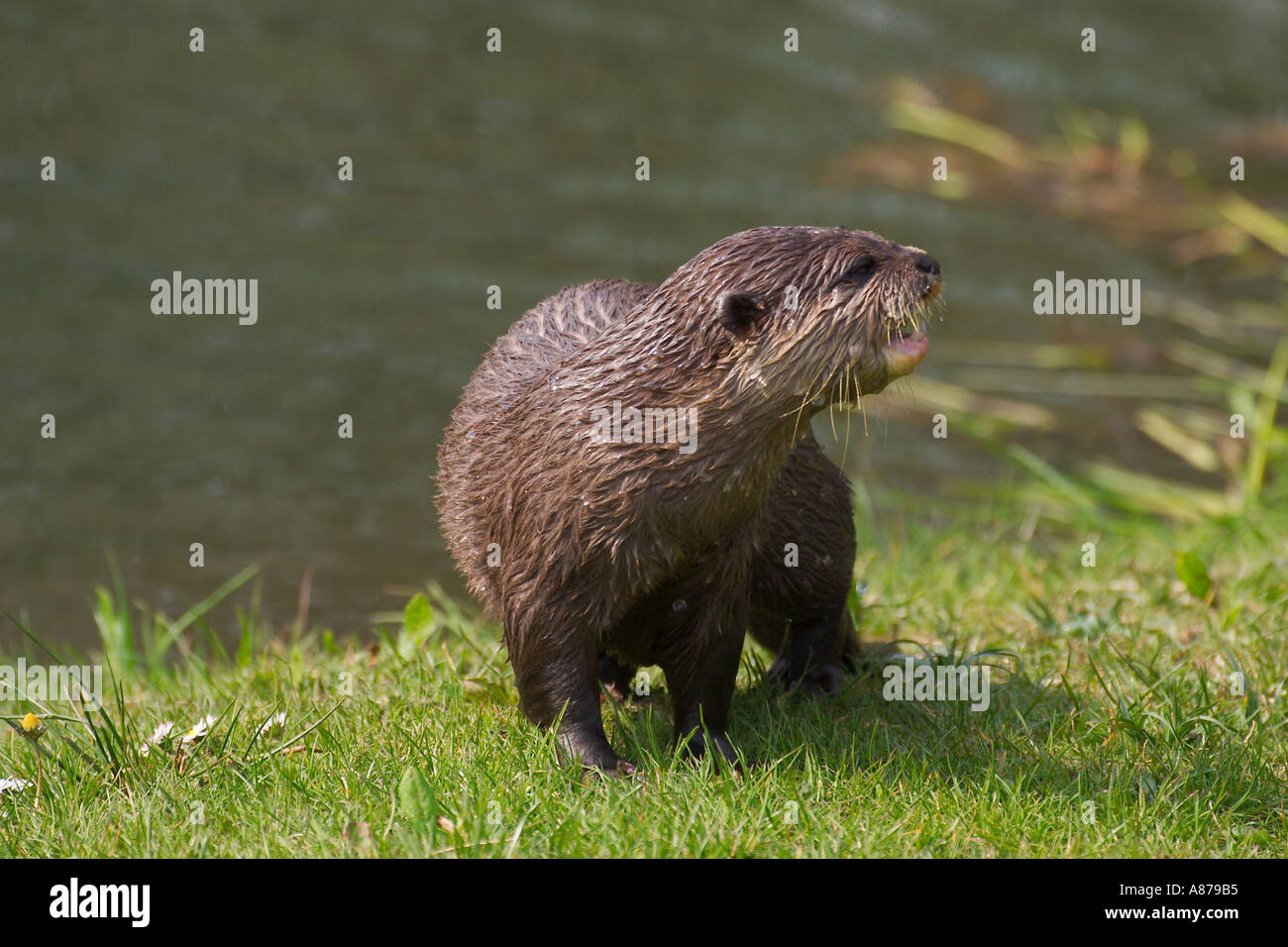 Kurze Krallen Otter im Safari-Park Stockfoto
