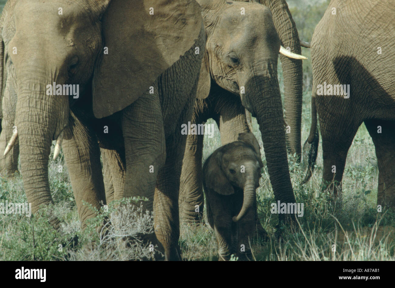 Elefanten Herde mit Baby-Samburu-Kenia Stockfoto