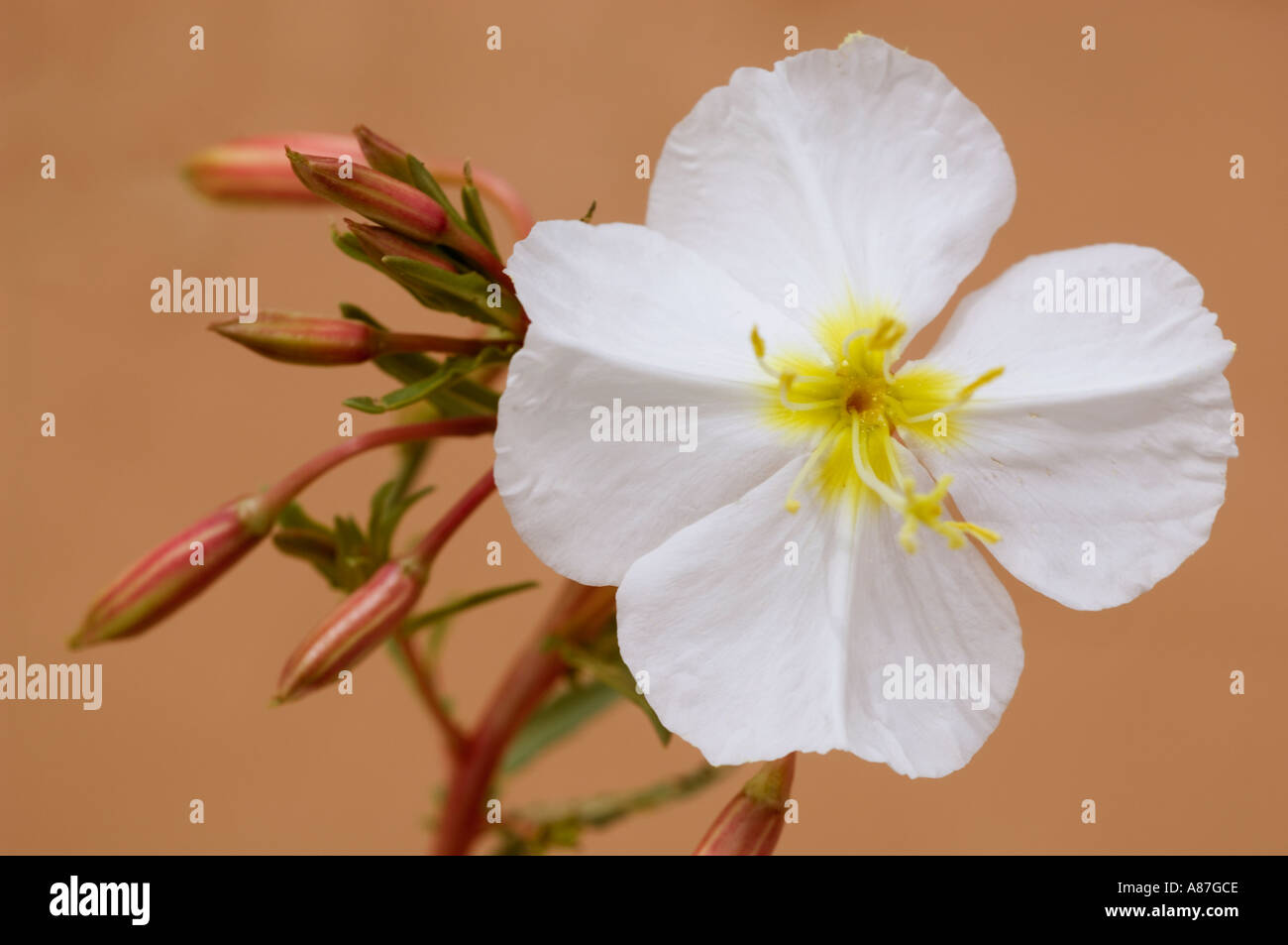 Blasse Nachtkerze (Oenothera Pallida) wilde Nordarizona APRIL Stockfoto