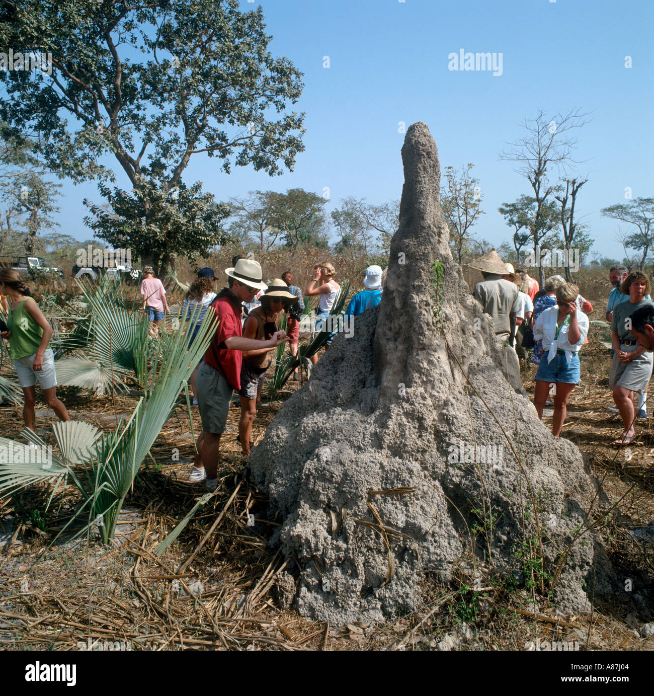 Menschen, die Prüfung einer Termite Mound auf ein Land Rover Safari, Gambia, Westafrika Stockfoto