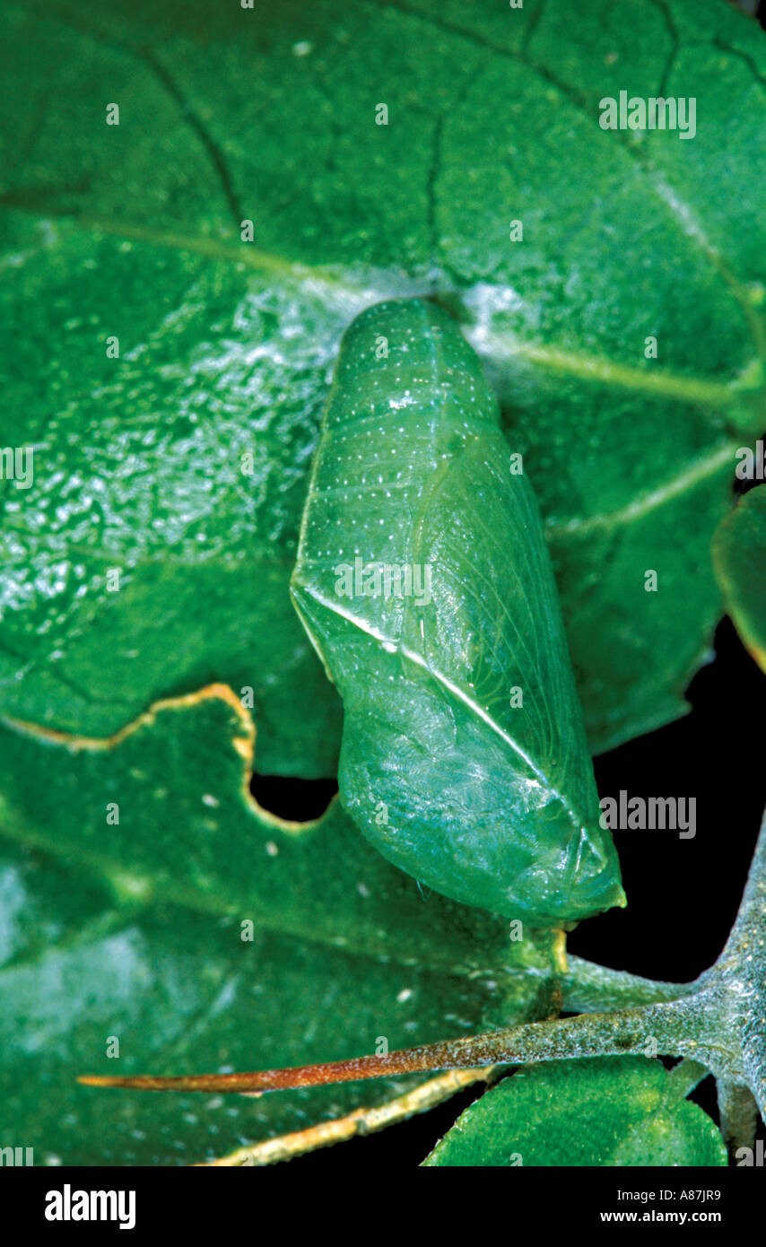 Amerikanische Schnauze Chrysalis Stockfoto