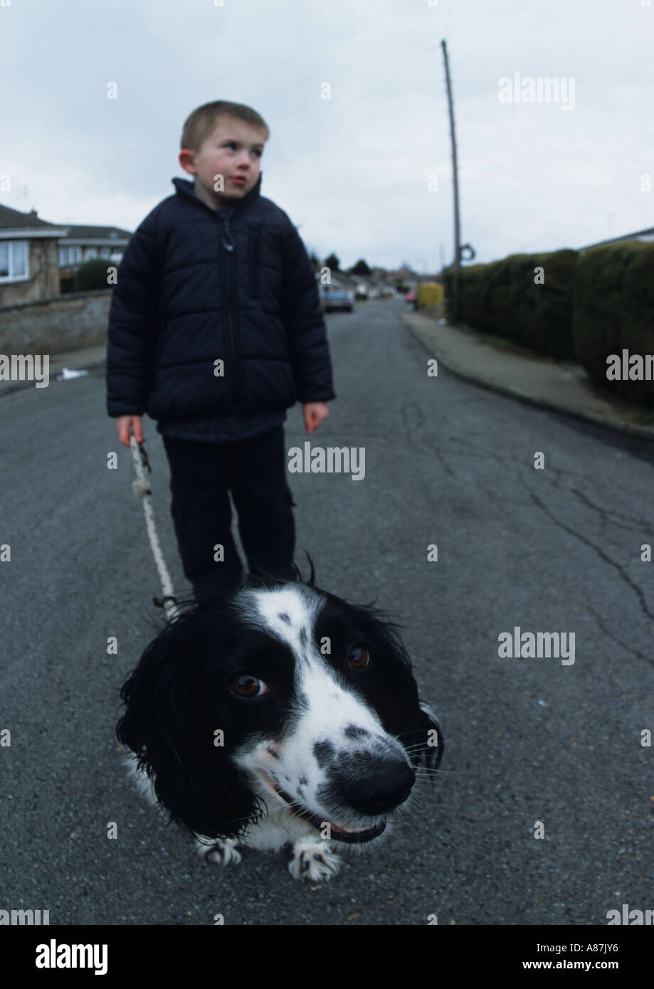 Englisch Springer Spaniel in Großbritannien Stockfoto