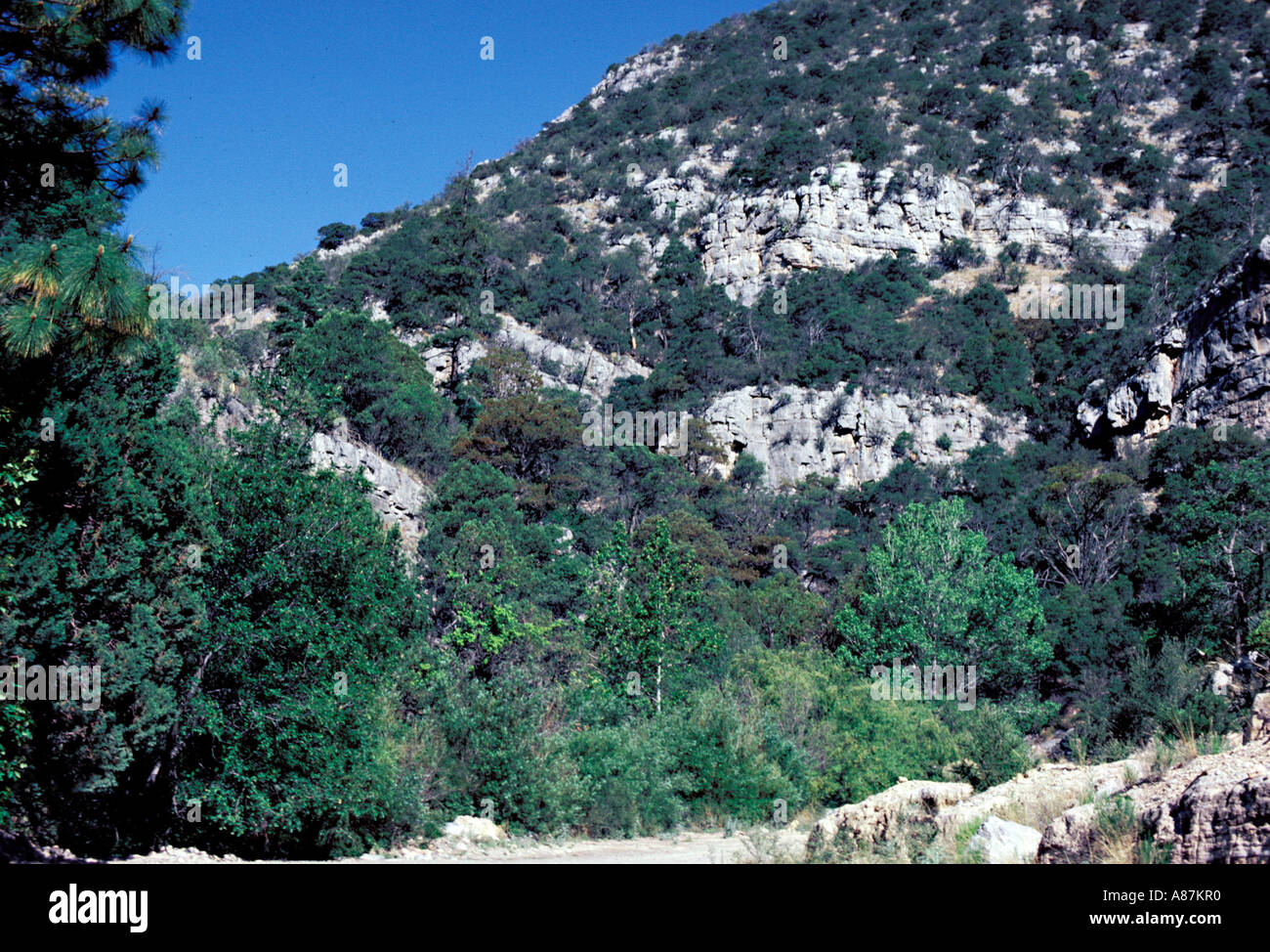 Garten Canyon Fort Huachuca Huachuca Mountains Arizona USA Juni Stockfoto