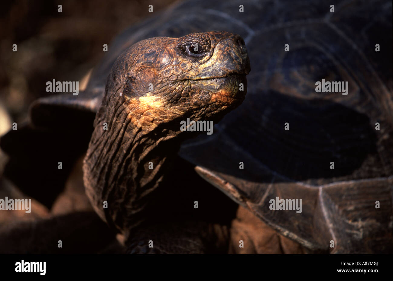 Galapagos Riesen Turtoise Geochelone Elephantopus Galapagos Insel Ecuador Süd Ameriaca Stockfoto