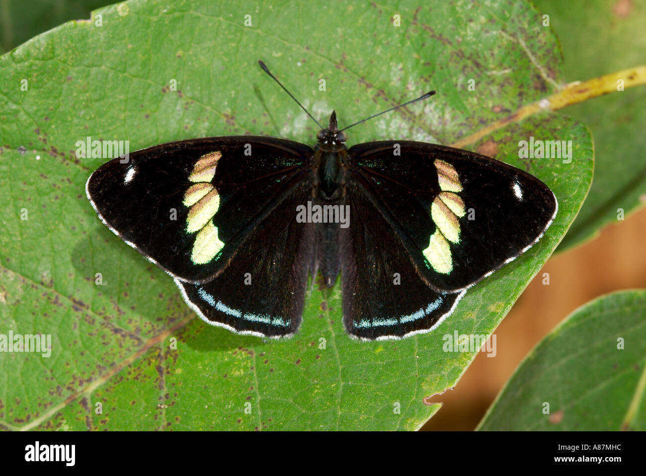 Anna s achtzig acht Diaethria Anna Tamaulipas Gomez Farias Mexiko Limenitidinae Stockfoto