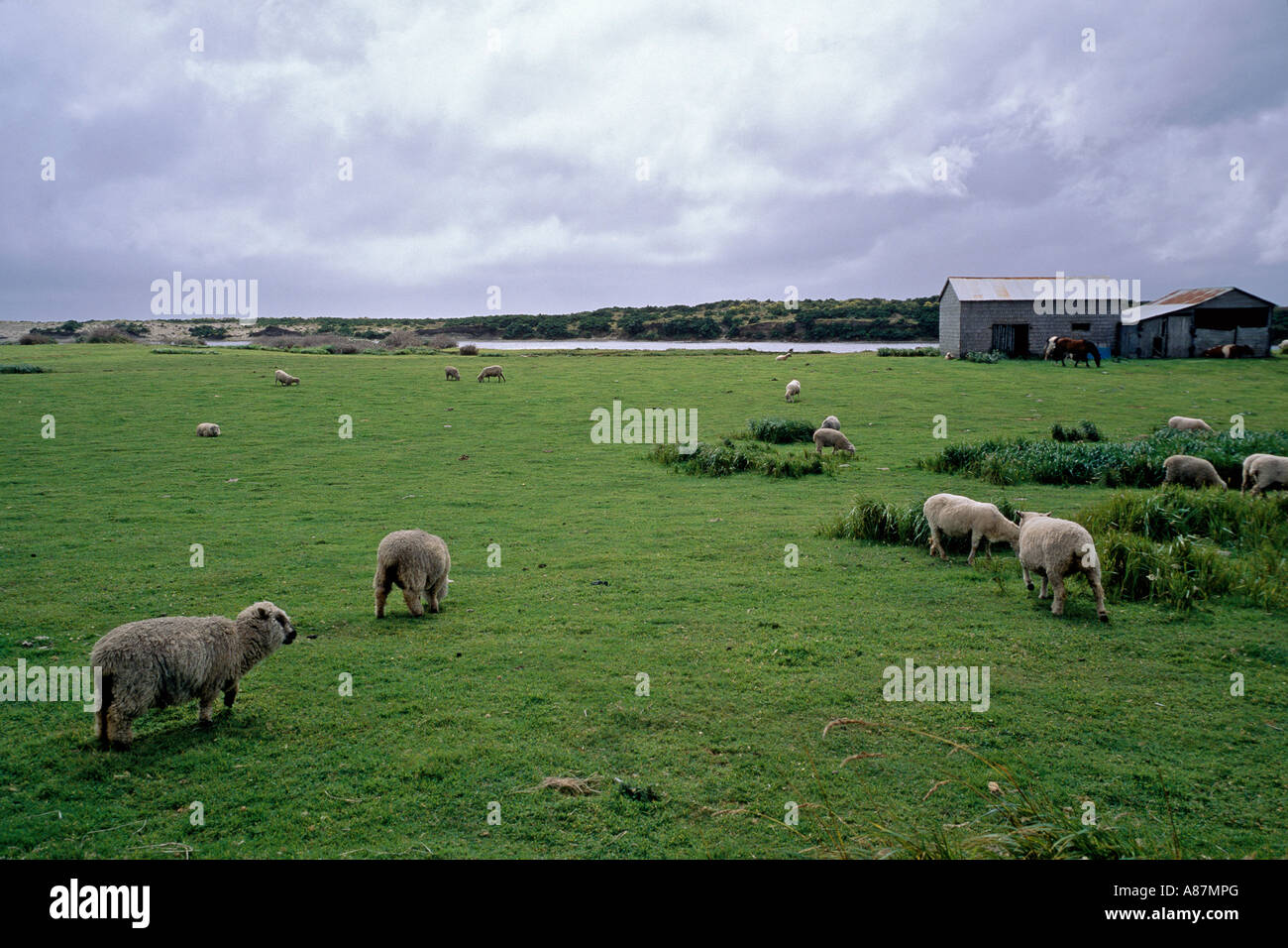 Schafe auf der Weide grasen land im westlichen Teil der Insel Chiloé Stockfoto