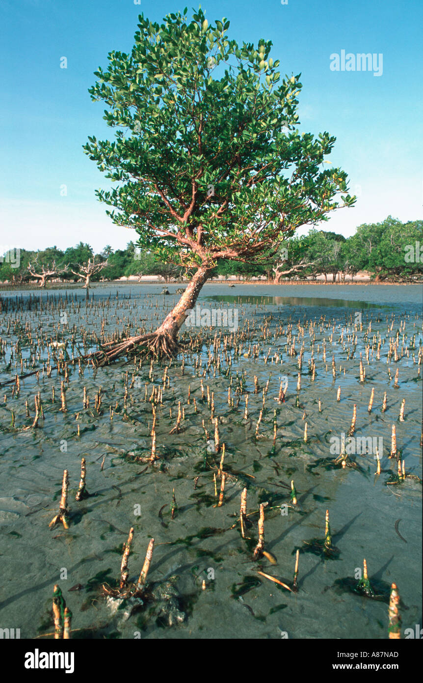 Küste Mangroven mit Luftwurzeln Luftwurzeln in der Nähe von Tanga-Tansania Stockfoto