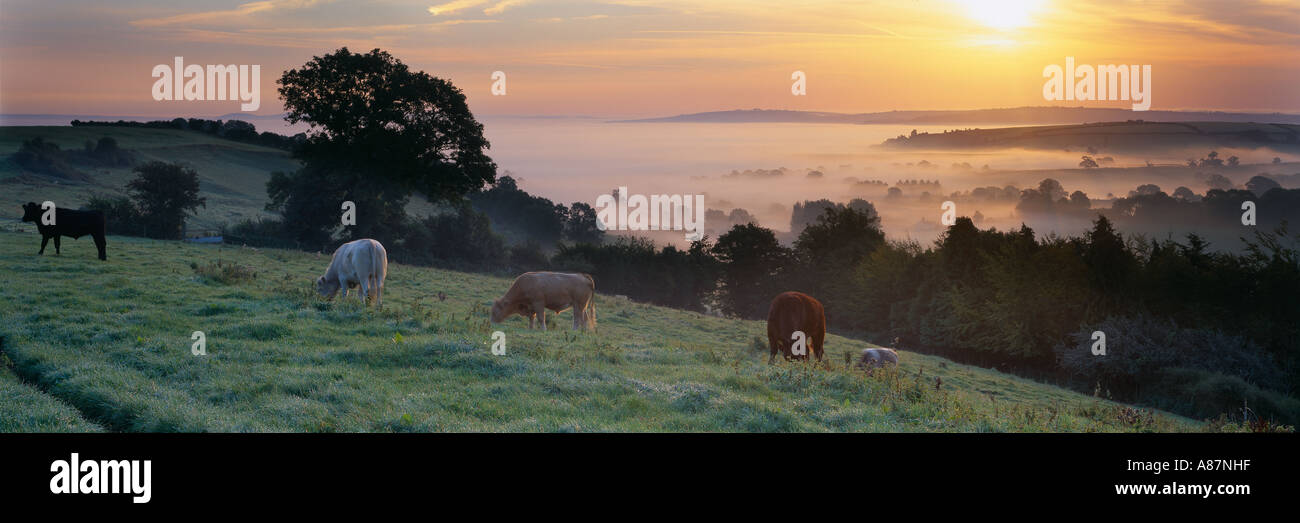 Kühe in einem Feld oberhalb der Blackmore Vale Dorset UK Stockfoto