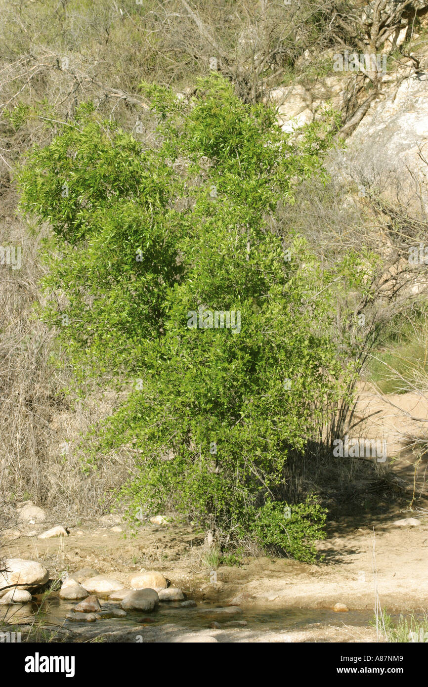 Arizona Esche Fraxinus Velutina Catalina State Park Tucson Arizona USA 6 April Oleaceae Stockfoto