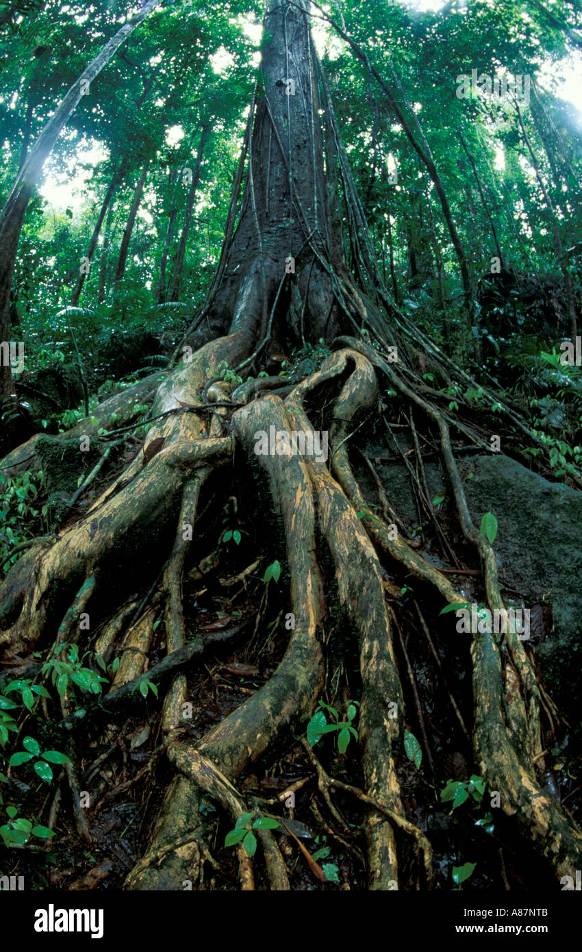 Detail der Baumwurzeln im tropischen Regenwald Cape Tribulation Queensland Australien Stockfoto