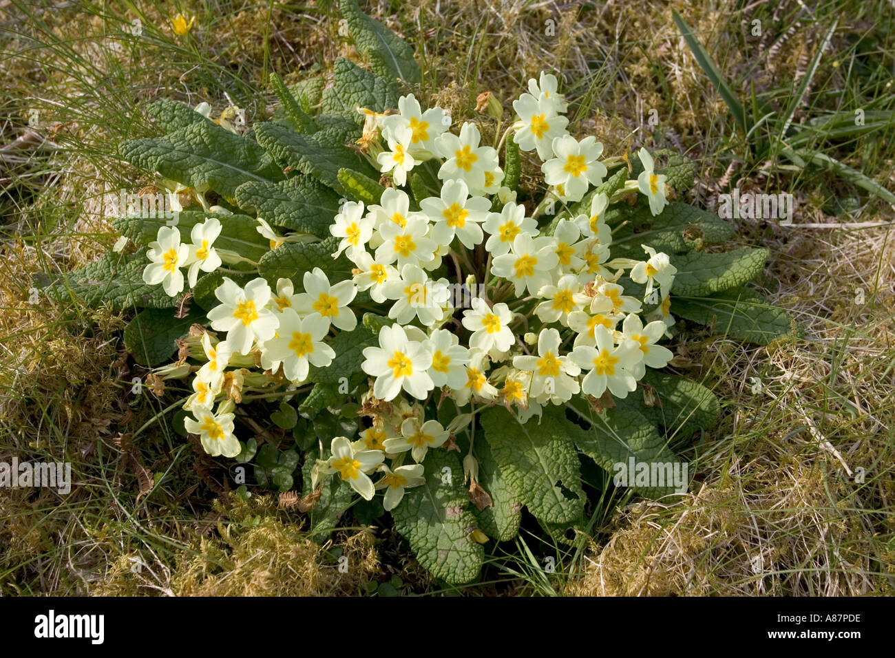 Wilde Primeln Primula Vulgaris Isle Of Skye, Schottland Stockfoto