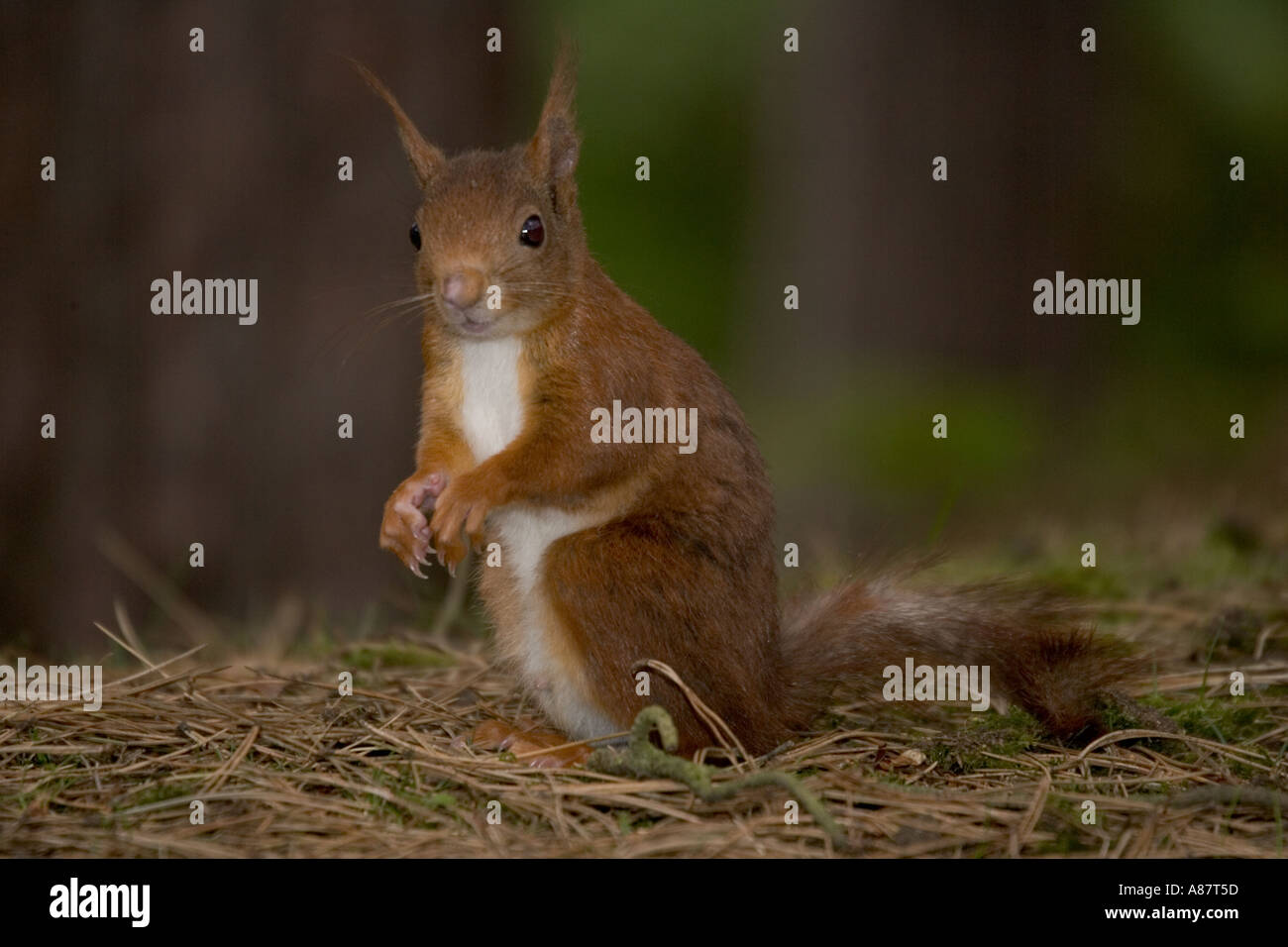 Europäische Eichhörnchen Sciurus Vulgaris Formby Naturschutzgebiet UK Stockfoto