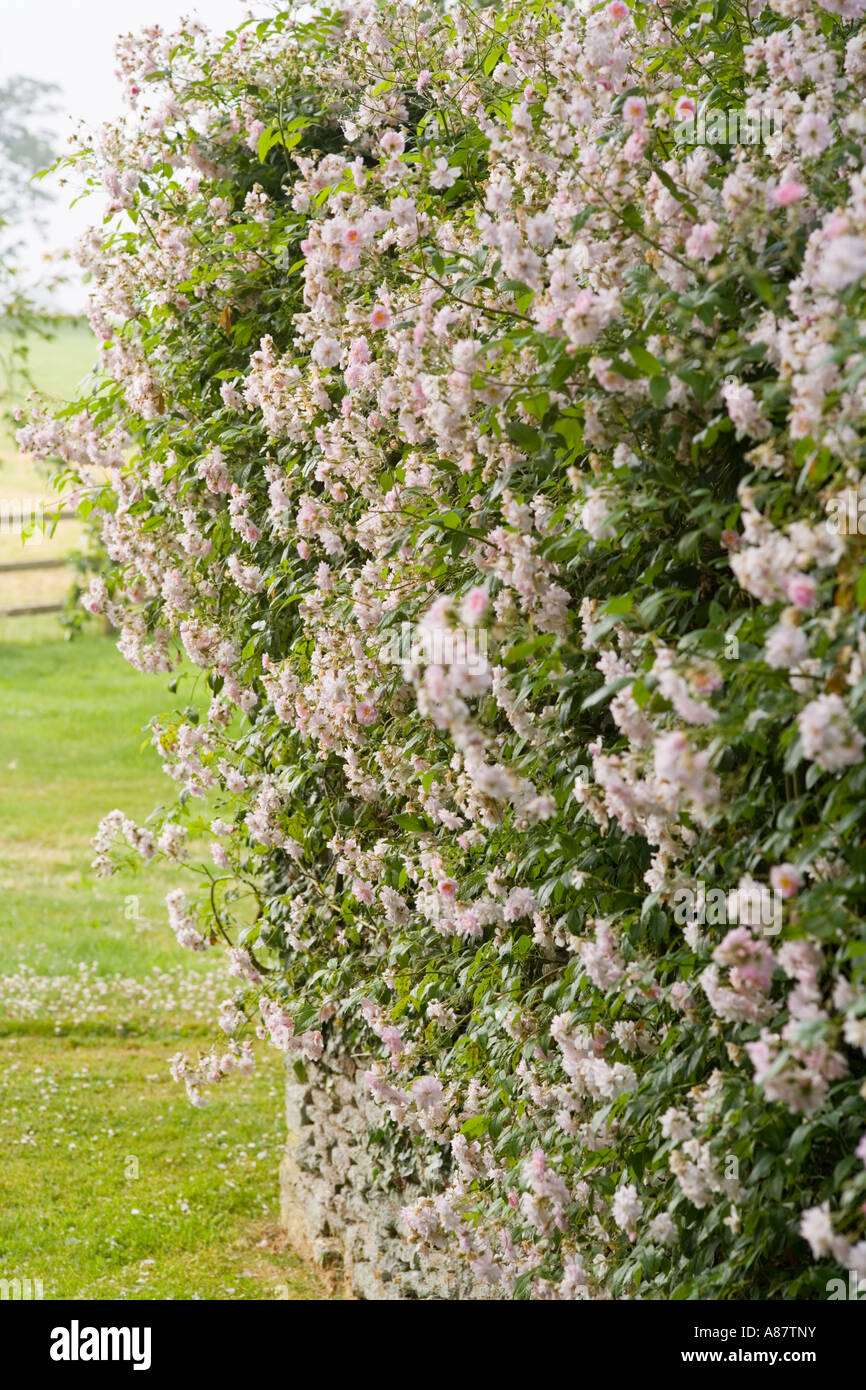 Rosa Pauls Himalayan Musk Stockfoto