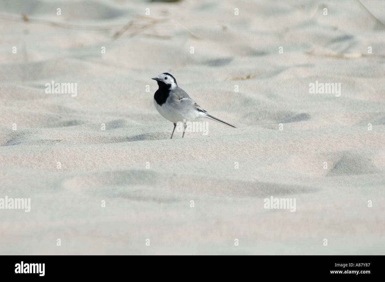 Weißer Wagtail Motacilla alba Vogel spazieren auf Sanddünen an der Ostseeküste, Hel Halbinsel, Pomorskie, Polen. Stockfoto