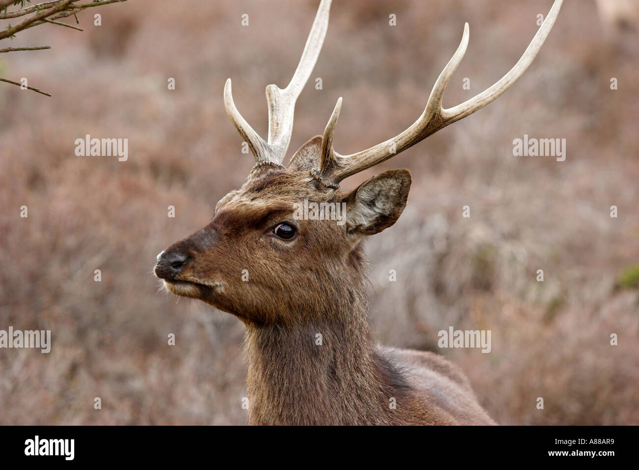 Sika Hirsch Hirsch Arne Vogel reservieren Dorset Uk Stockfoto