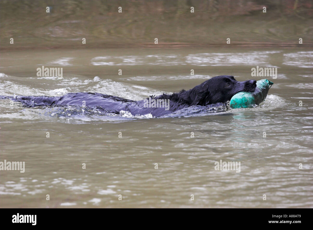 Labrador Jagdhund Training Dummy aus dem Wasser zu erhalten Stockfoto