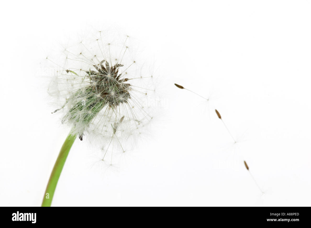 Gemeinsamen Löwenzahn Seedhead Taxaxacum officinale Stockfoto