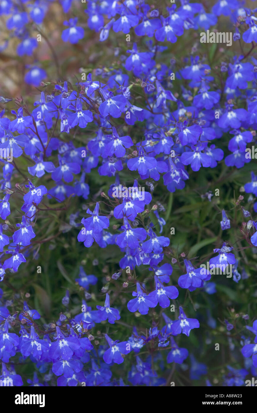 Lobelia in hängenden Korb Stockfoto