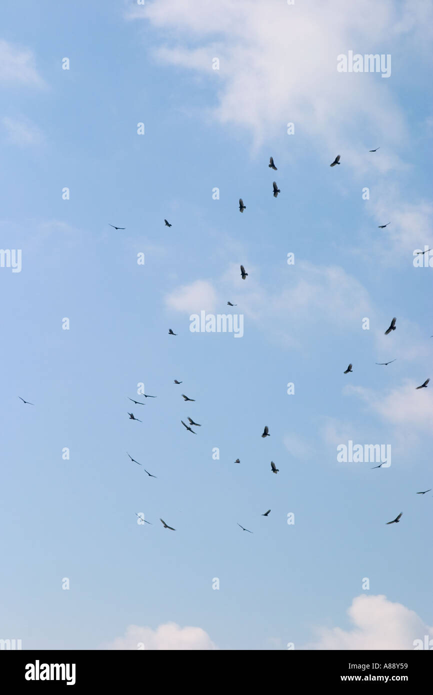 Geier kreisen Overhead im Myakka River State Park, Florida Stockfoto