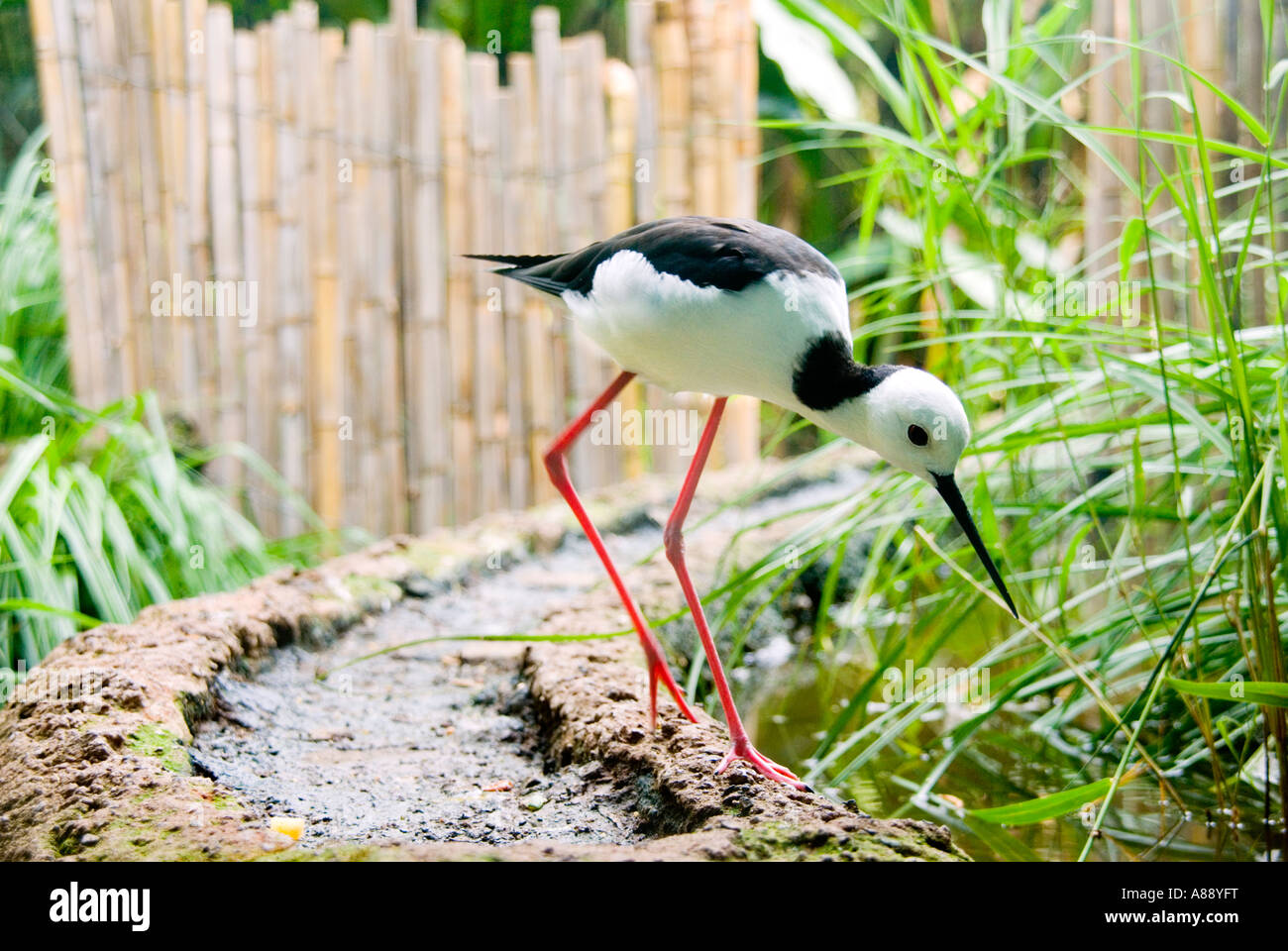 Pied Stilt inmitten von Reisterrassen Stockfoto