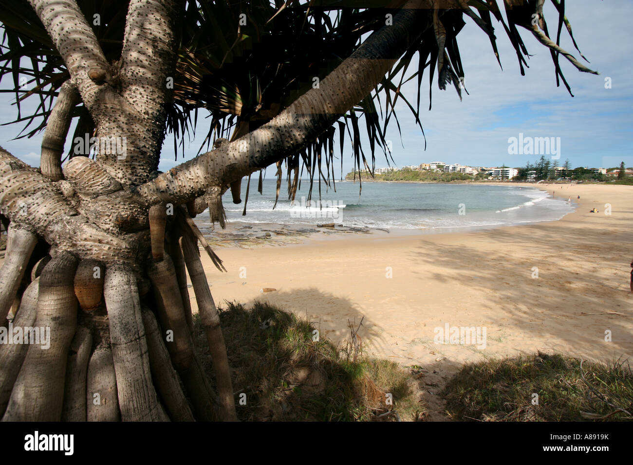 PANDANUS BAUM FRAMING STRAND SZENE HORIZONTALE BDA10655 Stockfoto