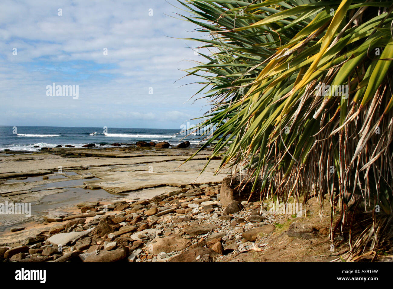 PANDANUS BAUM FRAMING STRAND SZENE HORIZONTALE BDA10666 Stockfoto