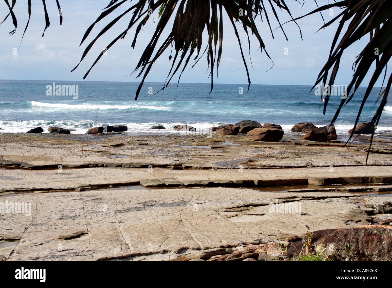 PANDANUS BAUM FRAMING STRAND SZENE HORIZONTALE BDA10669 Stockfoto