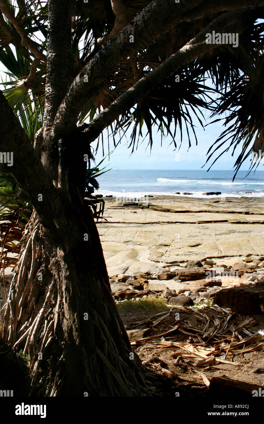 PANDANUS BAUM FRAMING STRAND SZENE VERTIKALE BDA10671 Stockfoto