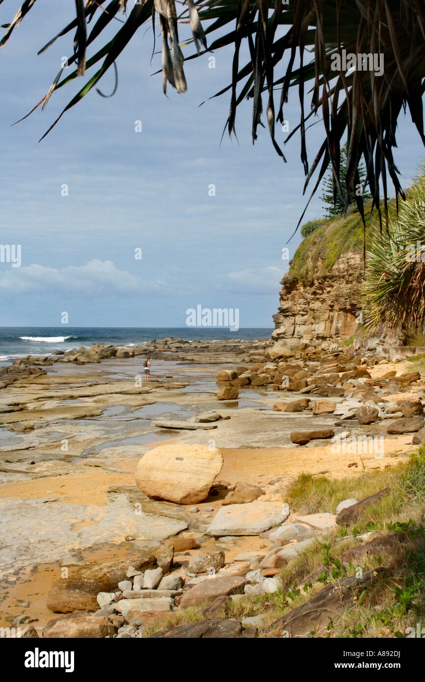 PANDANUS BAUM FRAMING STRAND SZENE VERTIKALE BDA10672 Stockfoto