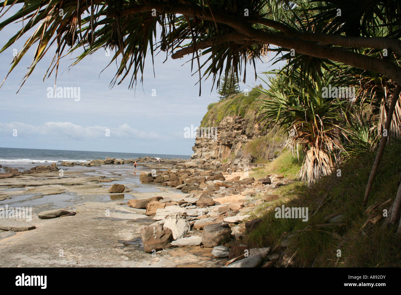 PANDANUS BAUM FRAMING STRAND SZENE BDA10673 HORIZONTALE Stockfoto