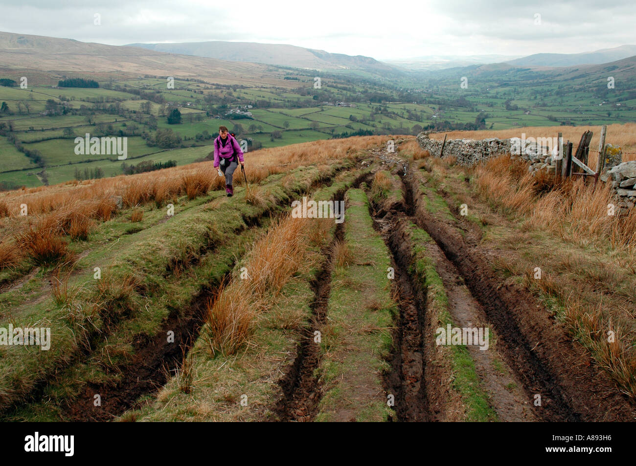 Spurrillen verursacht durch off-Road-Fahrzeuge auf einer grünen Straße in den Yorkshire Dales National Park, England, UK Stockfoto