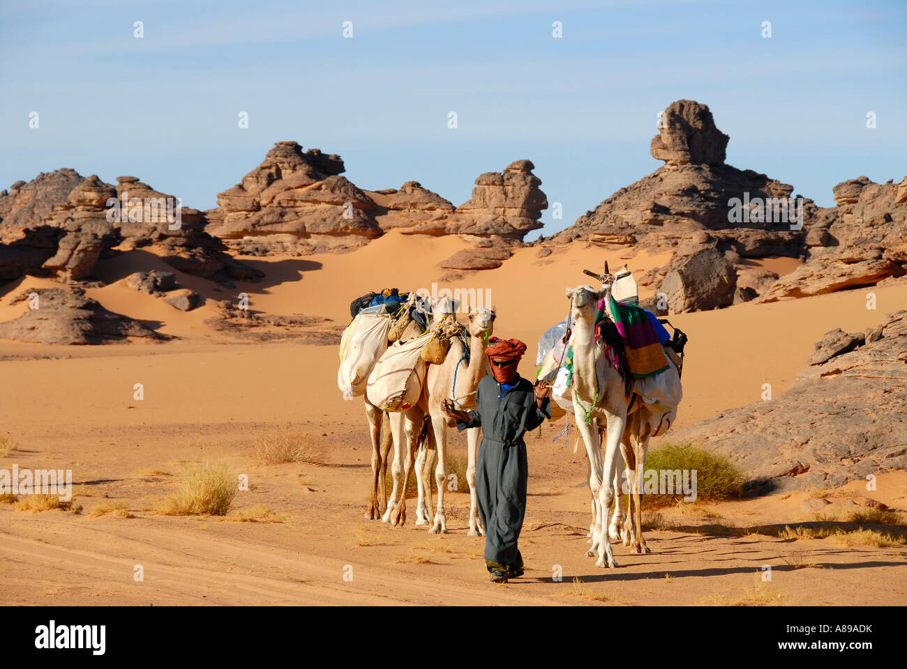 Tuareg fährt Kamele durch felsige Wüste Acacus Libyen Stockfoto