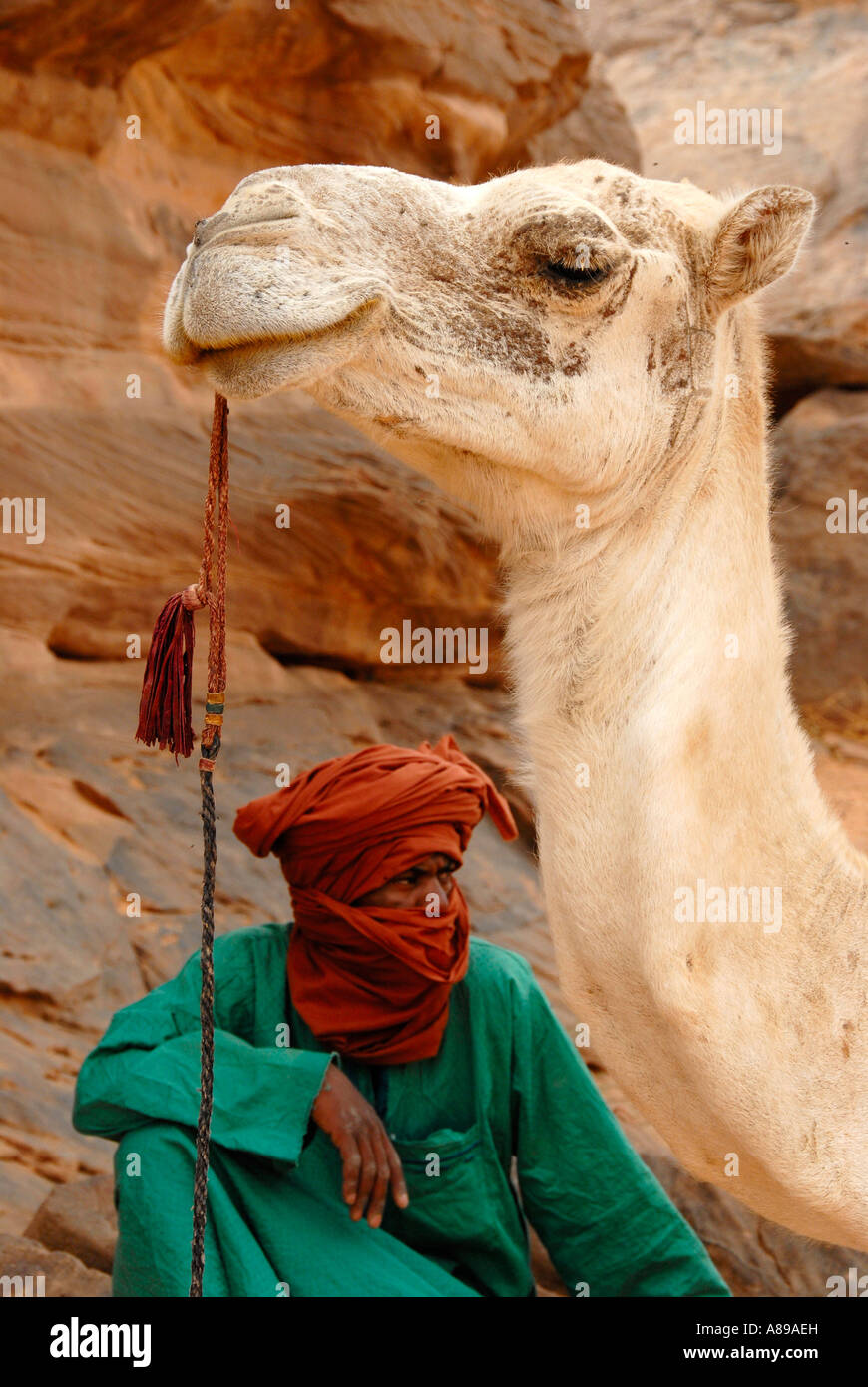 Tuareg sitzt unter dem Kopf von einem weißen Kamel Acacus Libyen Stockfoto