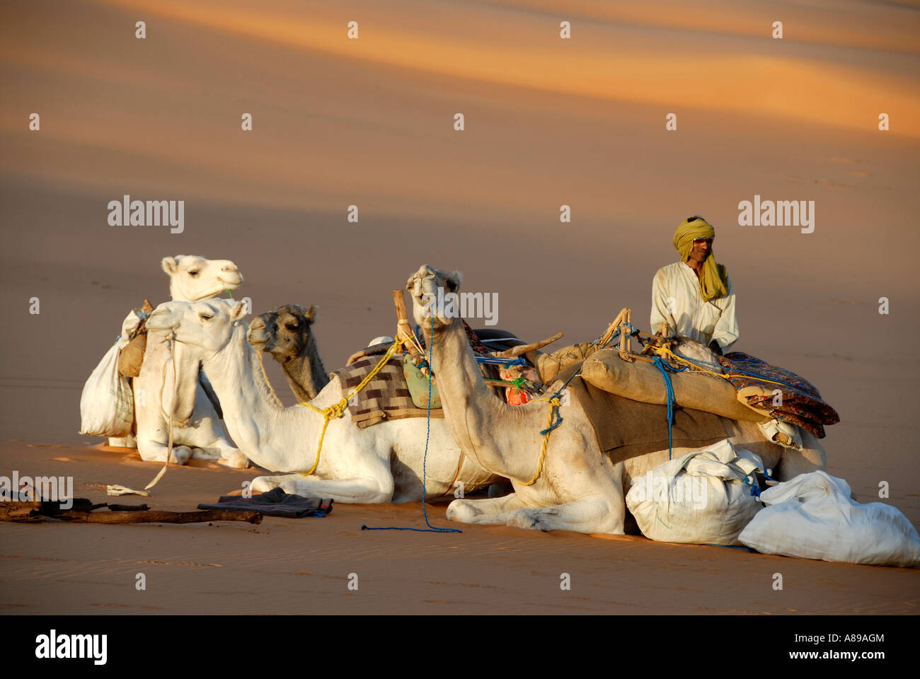 Tuareg Wachen weißen Kamelen in Wüste sand Mandara Libyen Stockfoto