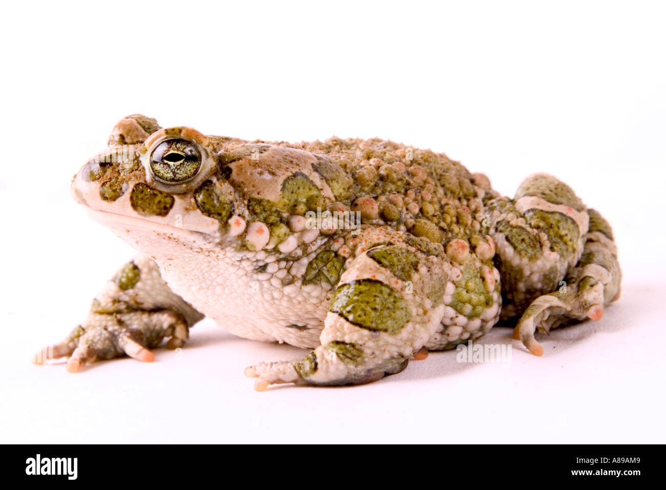 Kröte (Bufo Viridis) Stockfoto