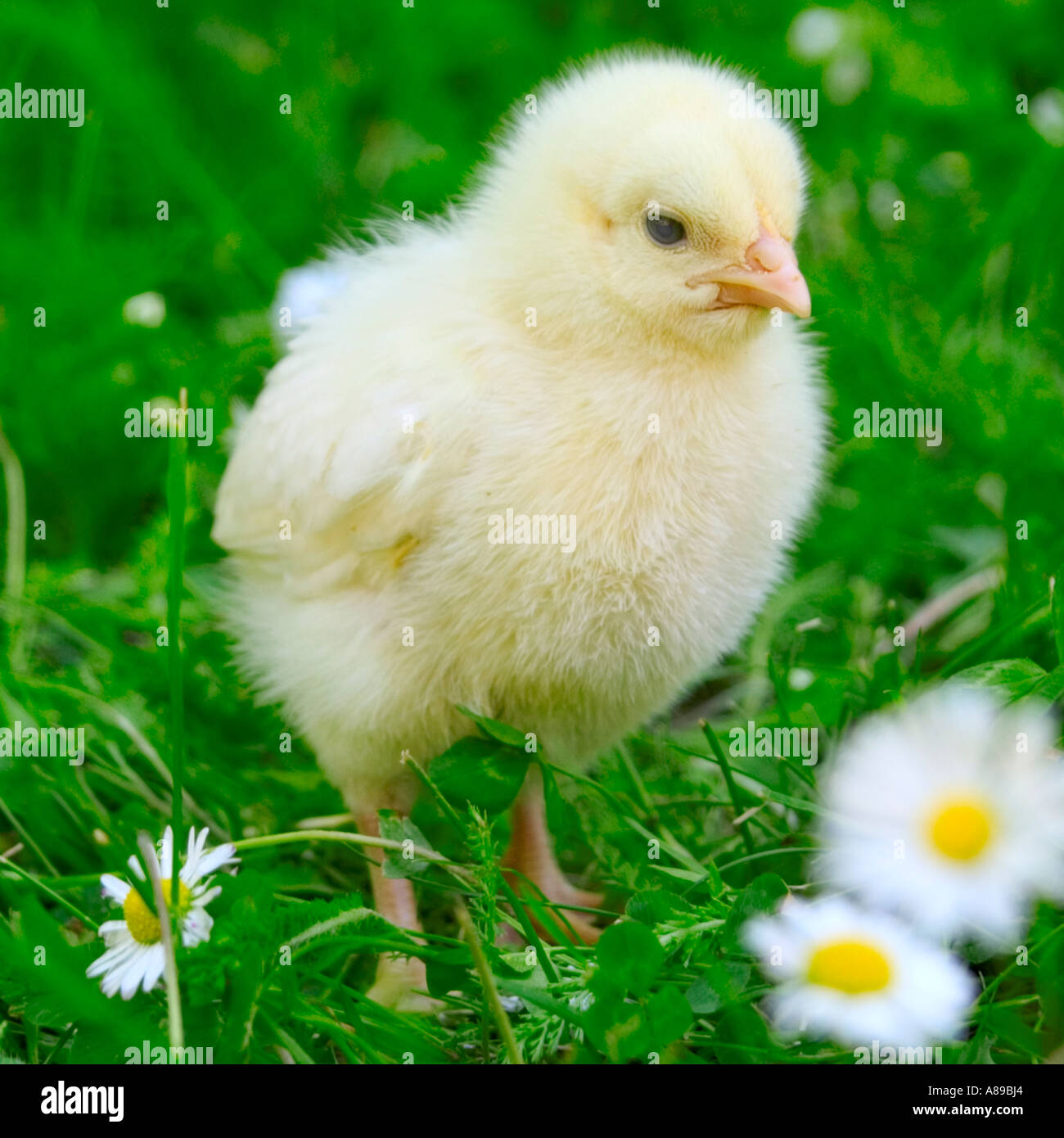 Jung-Huhn auf einer Wiese Stockfoto