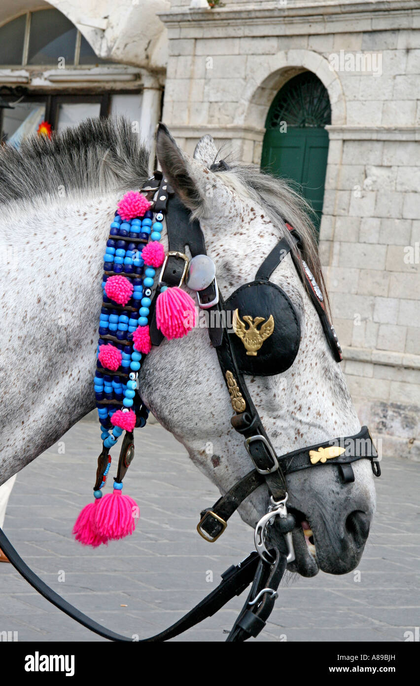 Pferd, Chania, Kreta, Griechenland Stockfoto