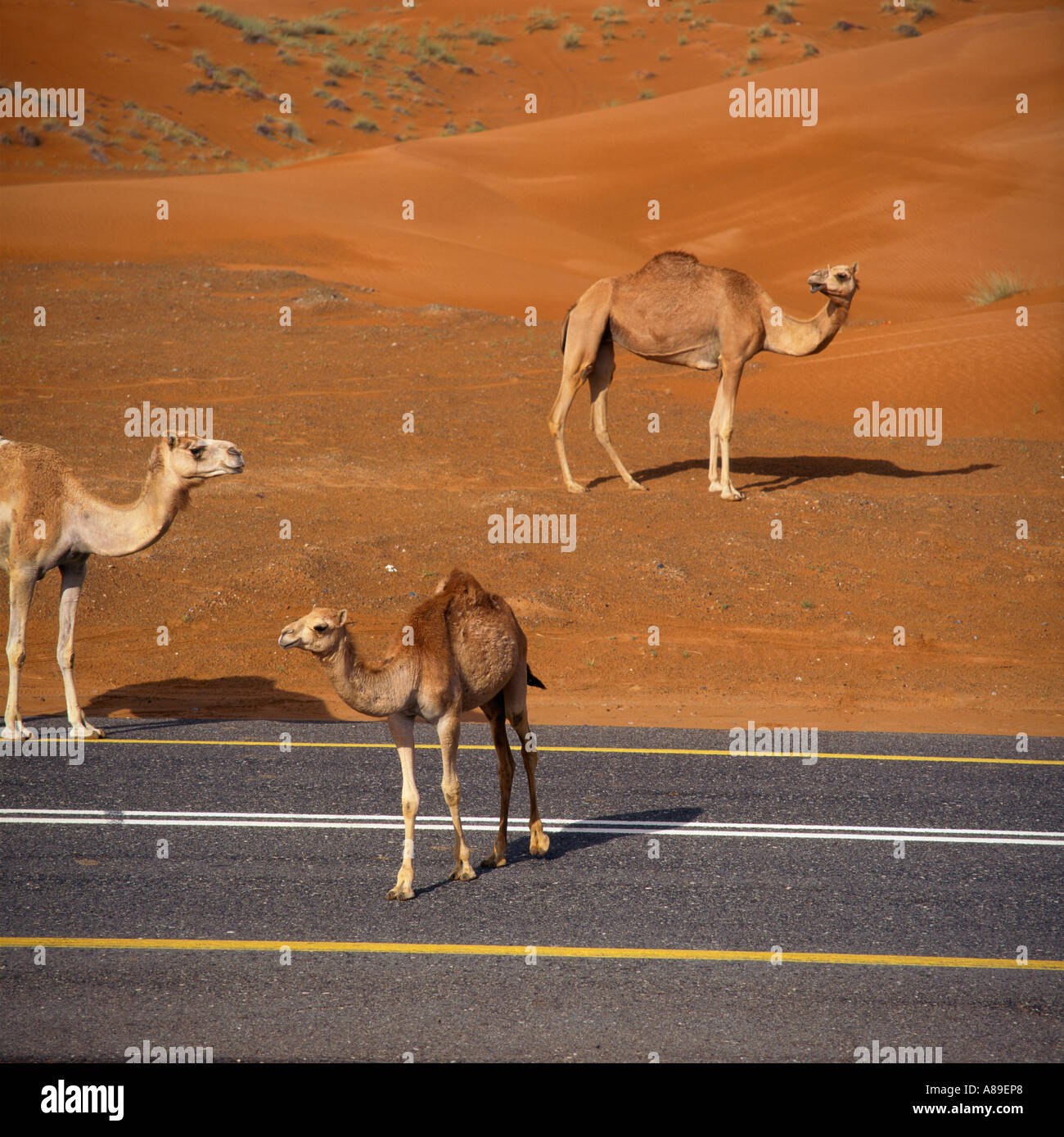Kamele neben und an einer einsamen Straße durch Sanddünen südlich von Al Ain in Abu Dhabi Vereinigte Arabische Emirate Stockfoto