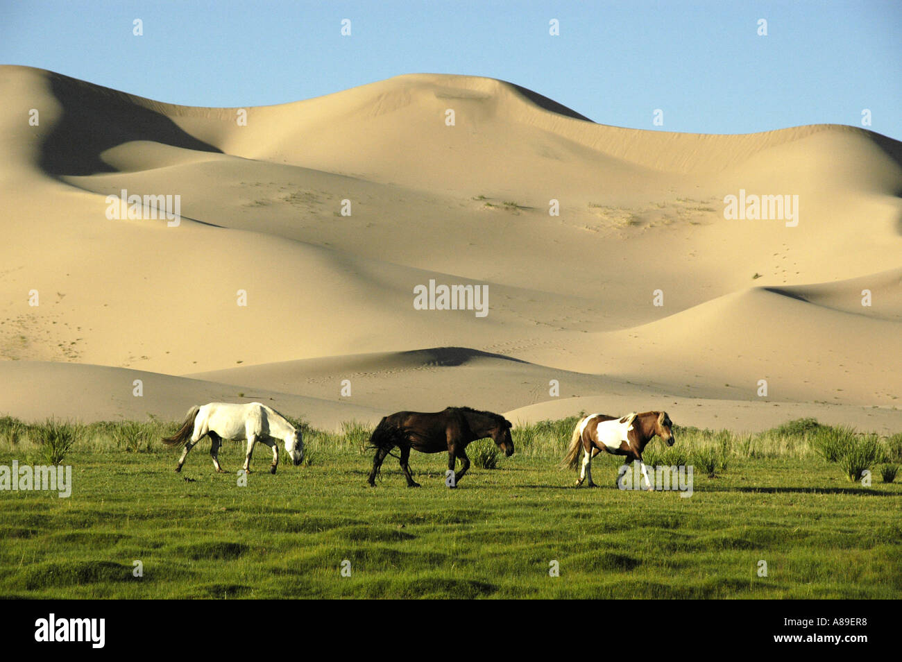 Grasende Pferde vor Dünen in der Gobi Wüste Khongoryn Els Gurvan Saikhan Nationalpark Mongolei Stockfoto