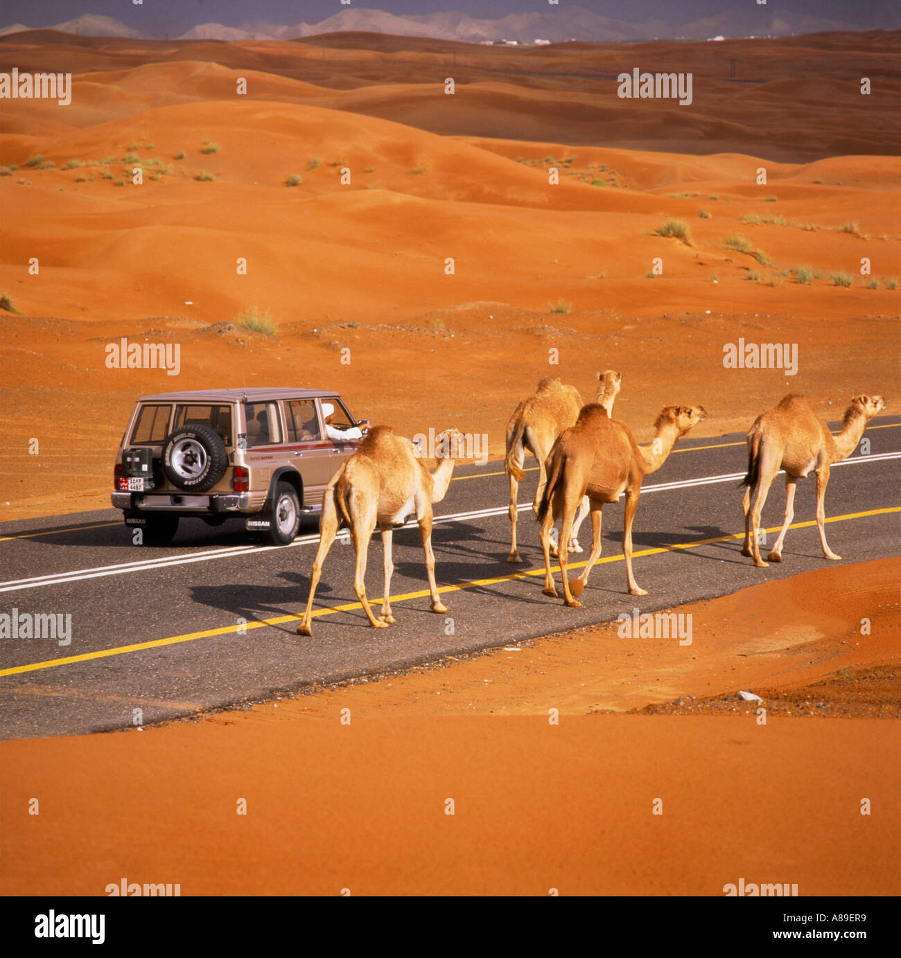 Kamele schlendern, wie ein 4-Rad-Antrieb sie auf Wüste Hauptstraße durch Sanddünen südlich von Al Ain in Abu Dhabi geht Stockfoto