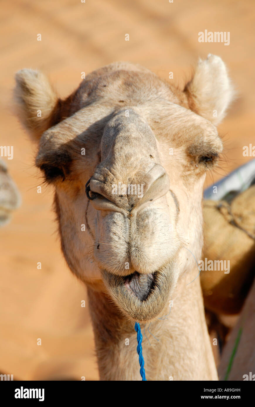 Kopf eines Kamels sieht droll Mandara-Libyen Stockfoto