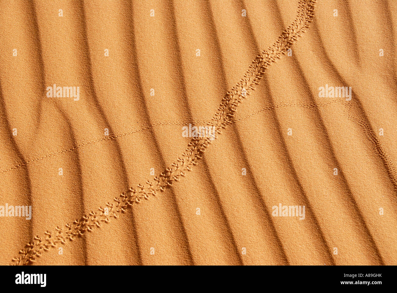 Auch Wellen im Sand mit Spurweite von einem Käfer Mandara Libyen Stockfoto