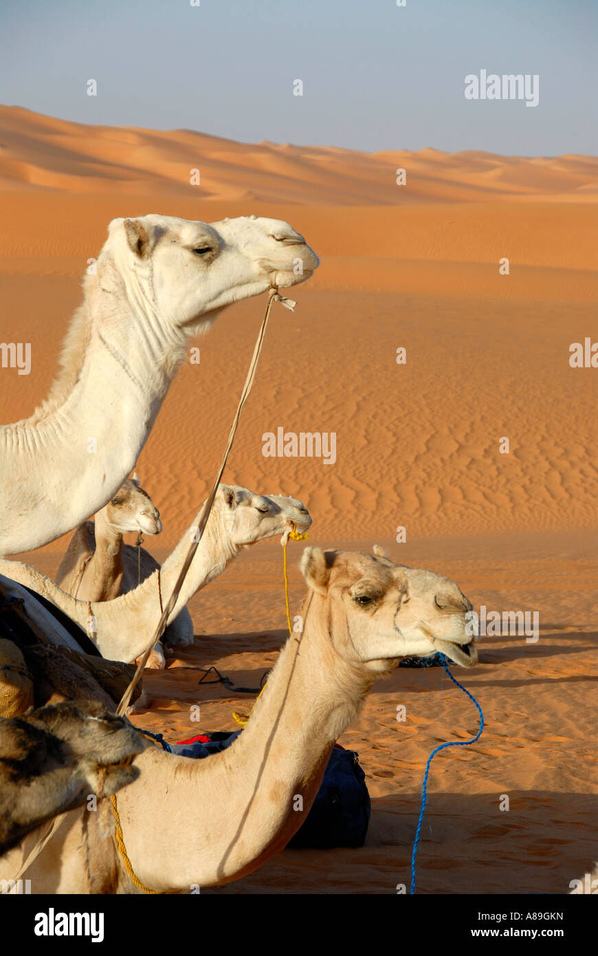 Drei Kamele suchen in eine Richtung voraus Mandara-Libyen Stockfoto