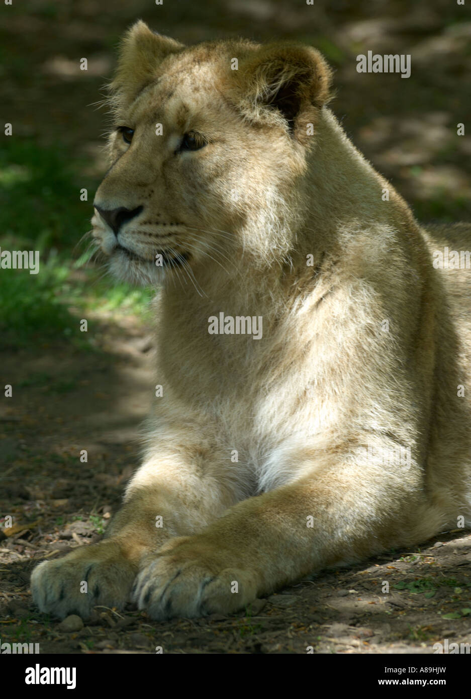 Weibliche Löwen im zoo Stockfoto