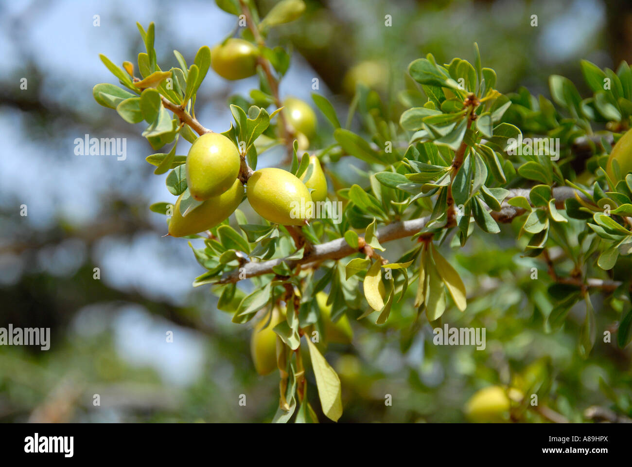 Zweig mit Blättern und Früchten der endemischen Argan Argania Spinosa Anti Atlas südwestlichen Marokko Stockfoto
