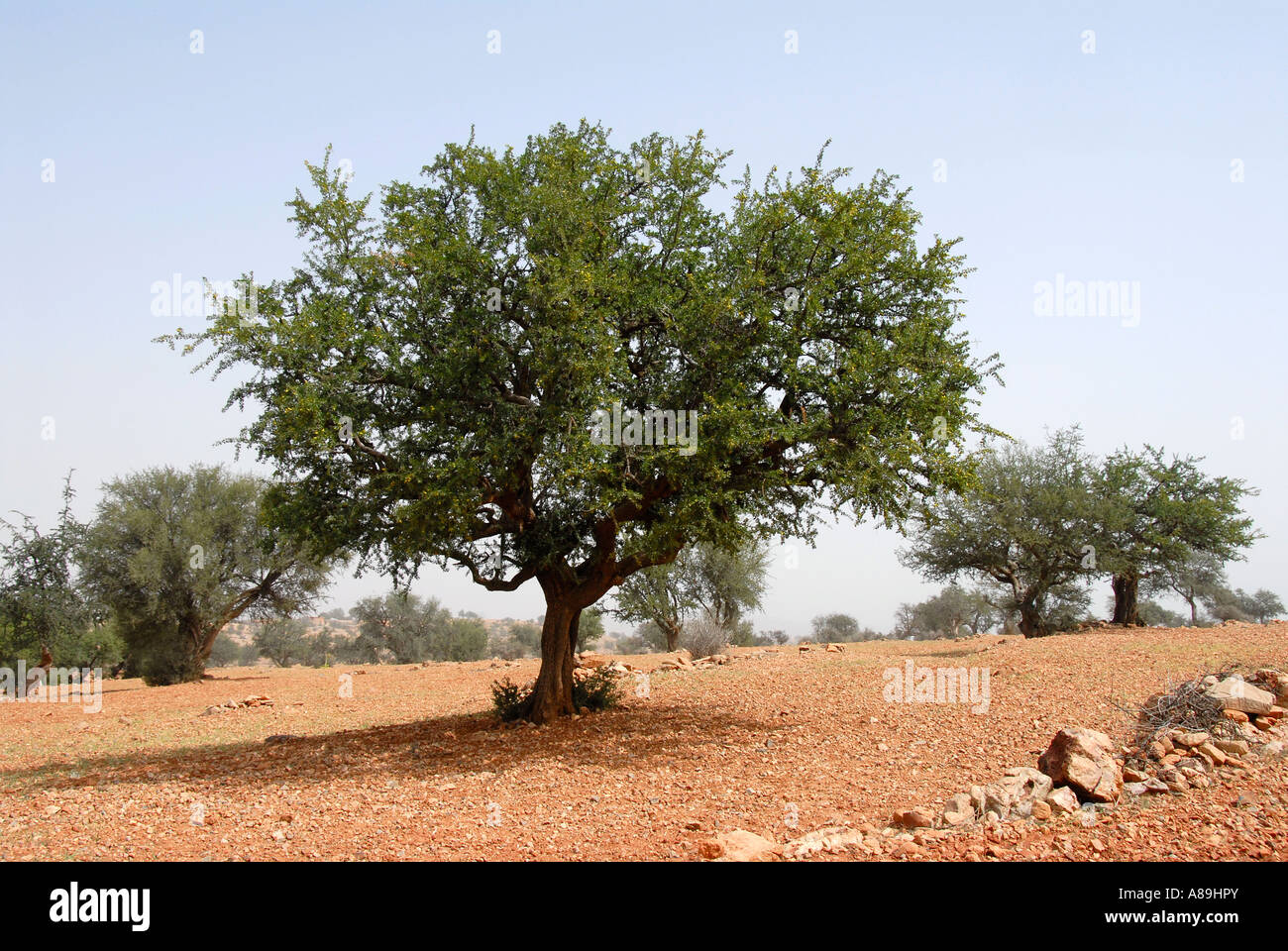 Endemische Argan Bäume Argania Spinosa Anti Atlas südwestlichen Marokko Stockfoto